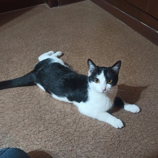 Кошка