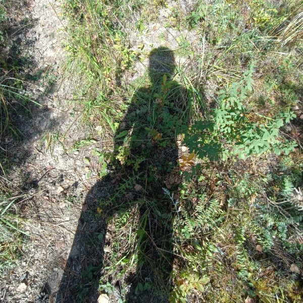Лана рей