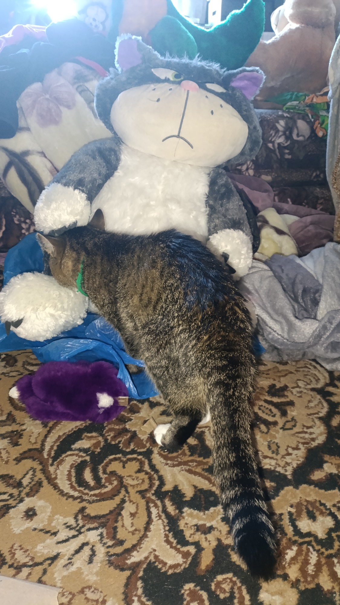 Знакомиться с котеком хоть не настоящий , но потом будет настоящий котёнок