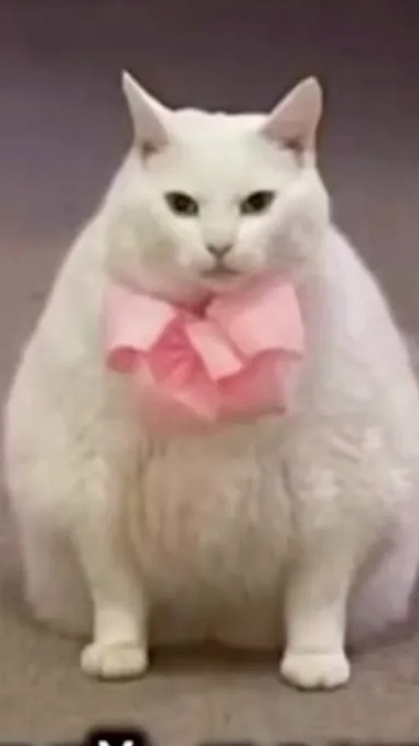 мой кот