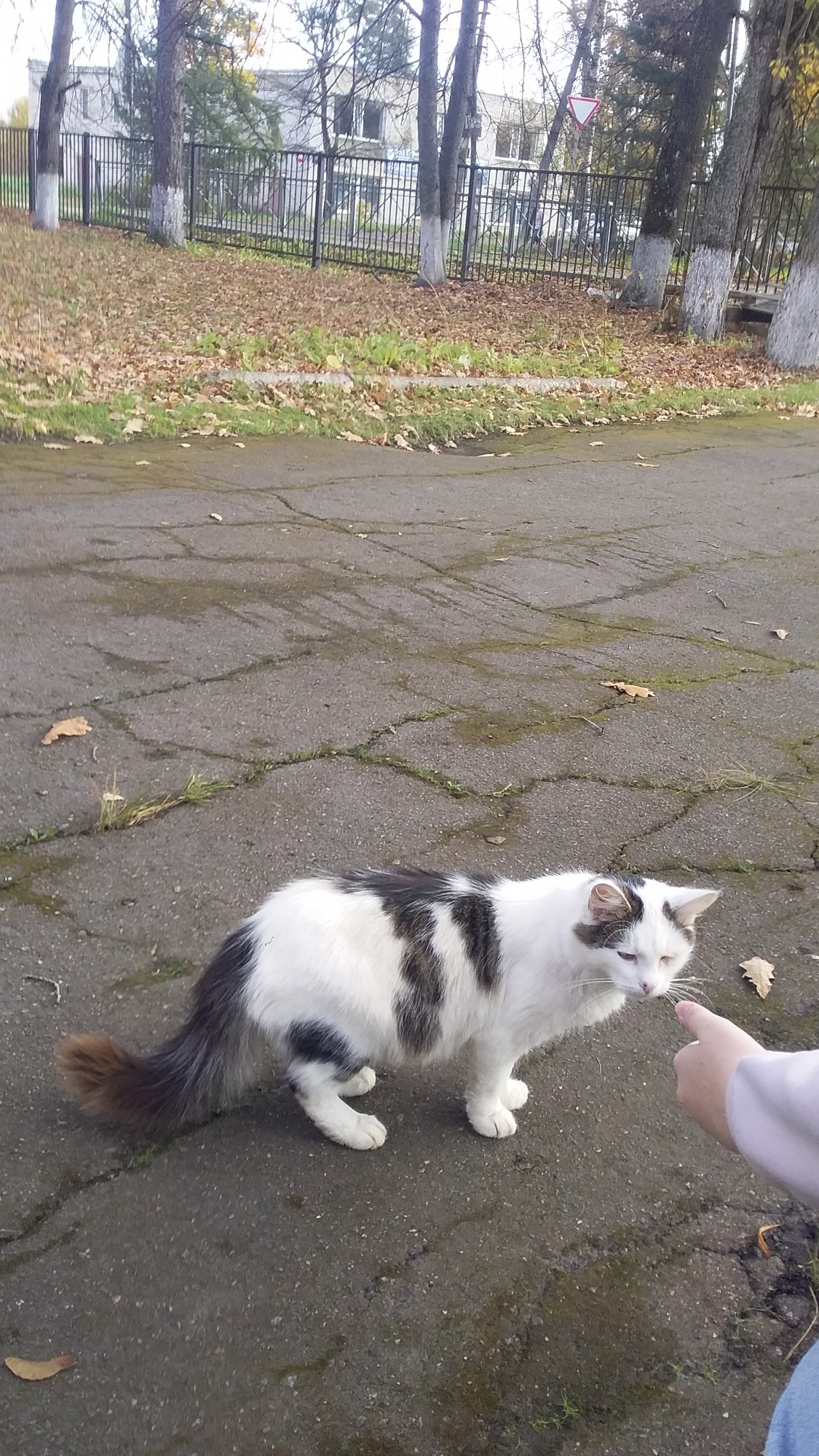 A story by qwukssi, 30 October 2026, 19:40 — Чат chat